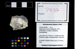 Foto (Objekt + Etikett) von Gastrosacus eminens (Blaschke, 1911)  (NHMW-GEO-2014-0194-0937)